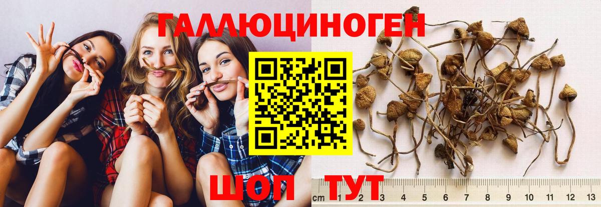 Псилоцибиновые грибы Psilocybe  Псилоцибиновые грибы Psilocybine cubensis  Обнинск  Вход с VPN 